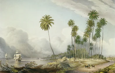 Cocoa Nut Walk on the Coast, Near Runaway Bay, plate 15 from 